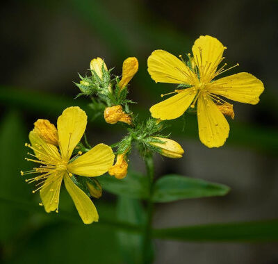 St. John’s Wort herbal yellow flower up close