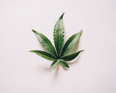 marijuana leaf on white surface