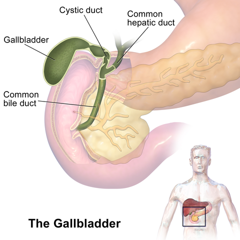 View of gallbladder along with stomach duodenum and pancreas and opening of hepatopancreaticduct into duodenum through major duodenum papilla in the 2nd part of duodenum